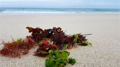 водоросли - индикаторы чистоты чёрного моря